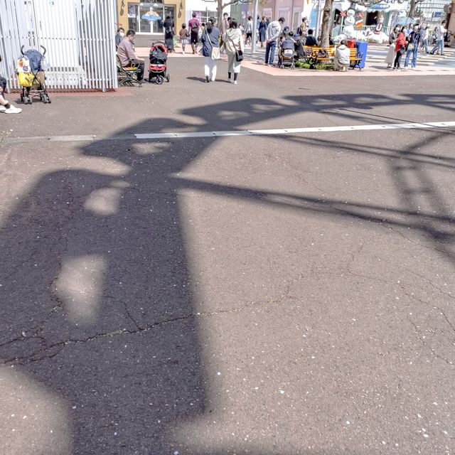 絶叫マシーンと桜の景色