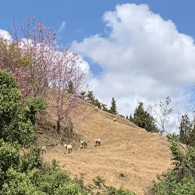 Blossoming Trees at Cing Jing Farm, Taiwan