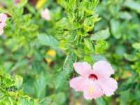 屯門賞花好地方