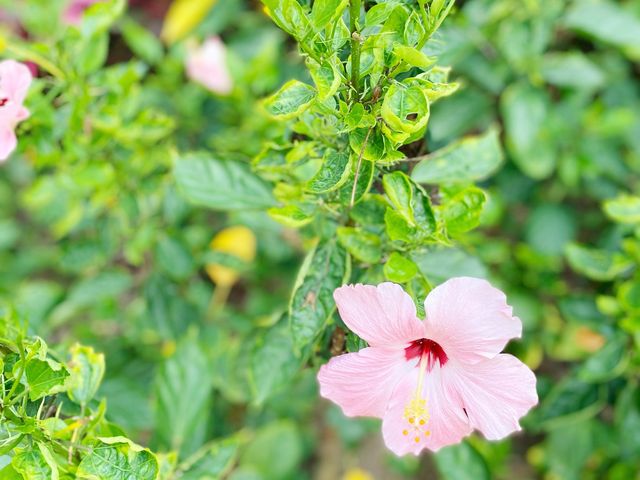 屯門賞花好地方
