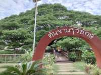 ต้นจามจุรียักษ์ 🌳👹😃🫶🏻😍💗📍🔝