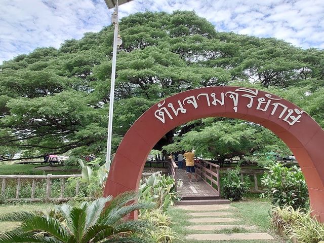 ต้นจามจุรียักษ์ 🌳👹😃🫶🏻😍💗📍🔝
