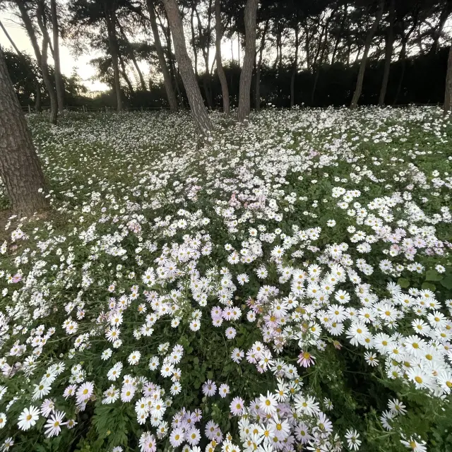 White flowers 