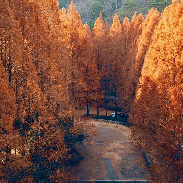 대전 여행지 : 장태산🍁