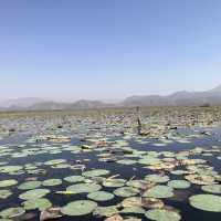 Lotus lake near Mandalay 