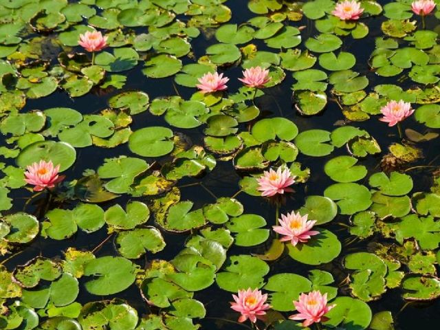 天然濕地公園