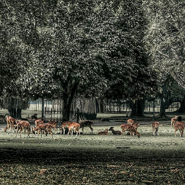 Bogor Botanical Garden
