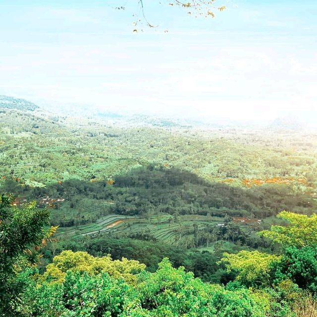 SJ88 HILL : JEMBER