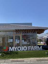 朝採れいちごがぎっしり MYOJO FARM