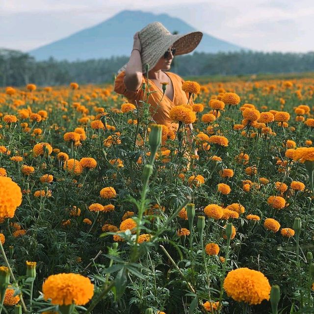 GEMITIR FLOWER FIELD - BALI