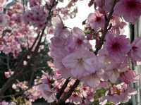 熊本県　水前寺公園で春を感じてきた🌸✨