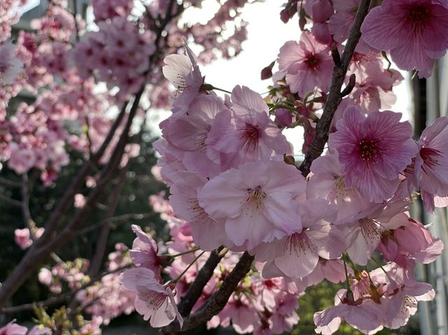 熊本県　水前寺公園で春を感じてきた🌸✨