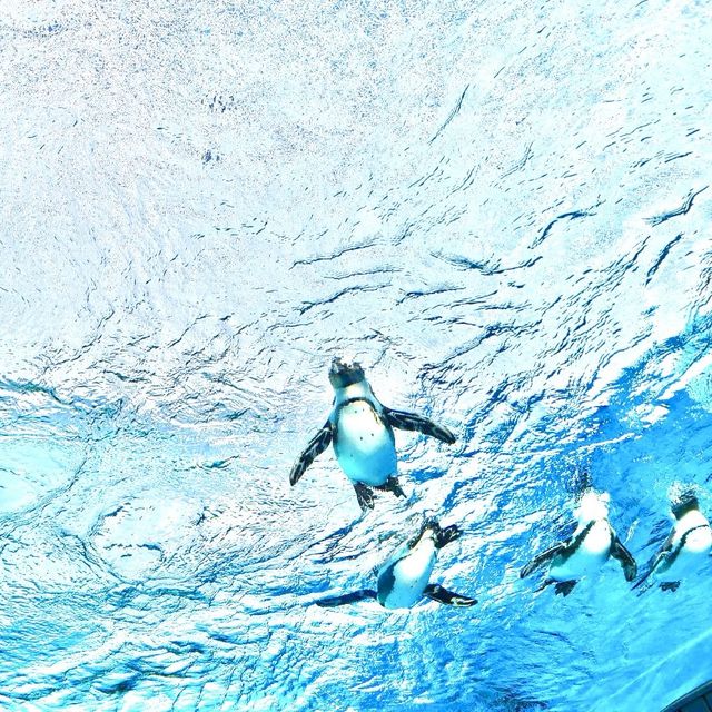 【東京】空飛ぶペンギン？！サンシャイン水族館🐧