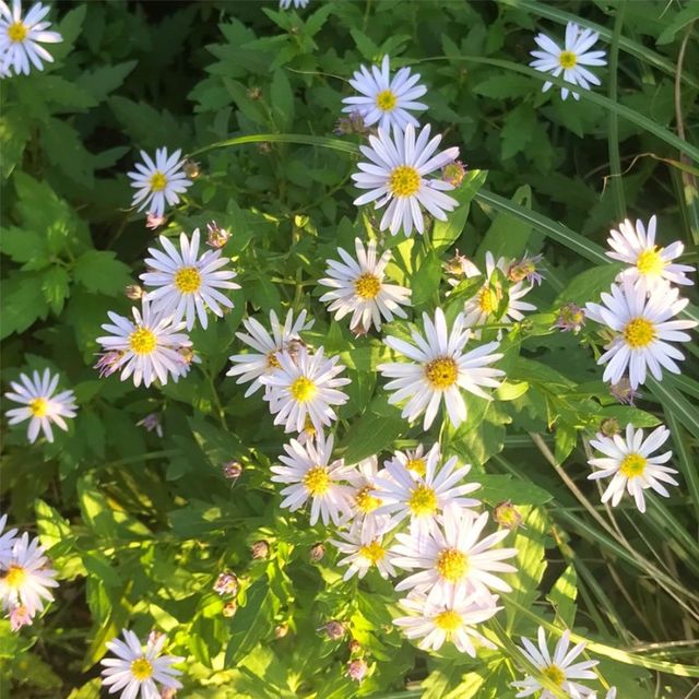 억새맛집 하늘공원에서 인생샷 남기세요 💙