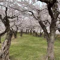 北海道函館　五稜郭公園