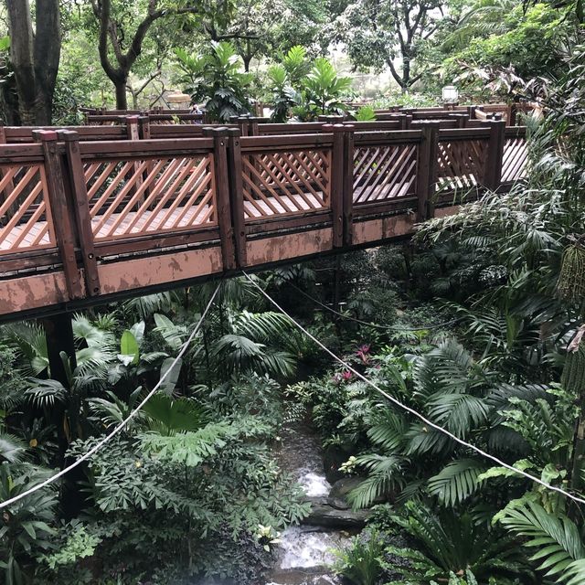 近距離觀賞雀鳥