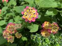 本地遊 | 坐港鐵遊香港 | 金鐘站 | 香港公園｜鬧市賞花好去處