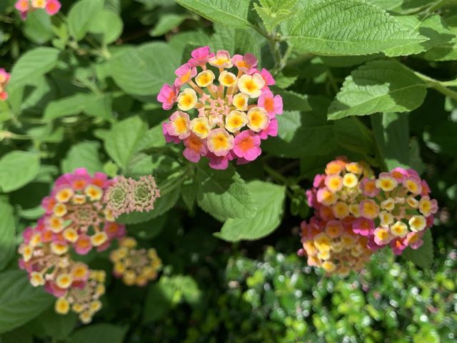 本地遊 | 坐港鐵遊香港 | 金鐘站 | 香港公園｜鬧市賞花好去處