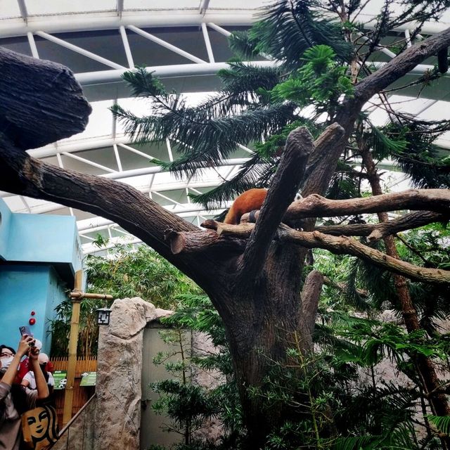 The Panda Kai Kai & Jia Jia Enclosure 