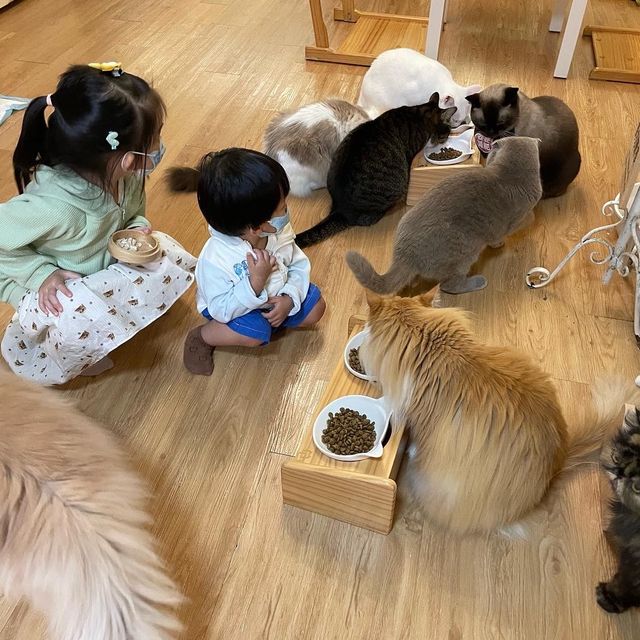 貓之茶房