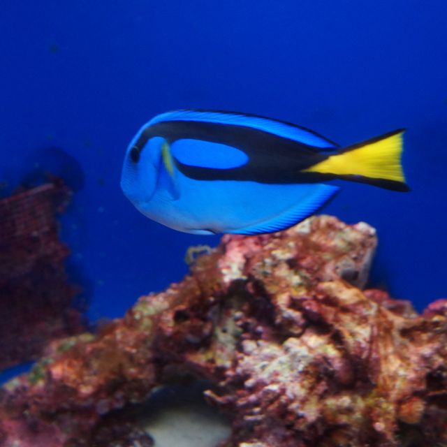 【沖繩 美麗海水族館】亞洲最大！世界第三大！