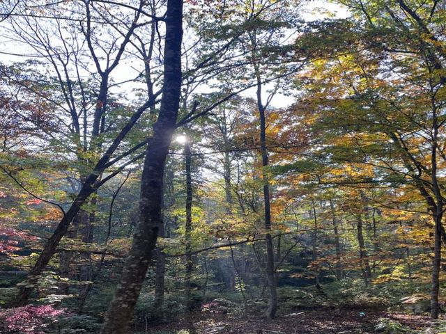 【青森】リフレクションの絶景✨蔦沼の紅葉