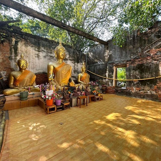 วัดสังกระต่าย​  มหัสจรรย์ต้นโพธิ์ล้อมโบสถ์​400ปี