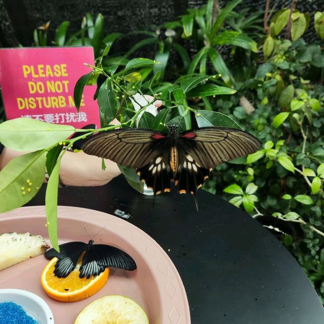 Butterflies Up-Close