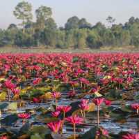 ทะเลบัวแดง จังหวัดกาฬสินธุ์