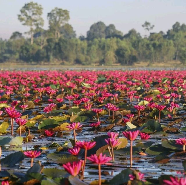 ทะเลบัวแดง จังหวัดกาฬสินธุ์