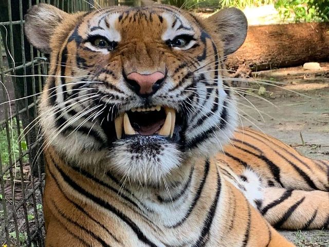 Naples Zoo at Caribbean Gardens