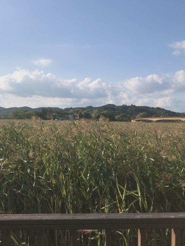 노을맛집 🌅 갈대맛집 🌾추천