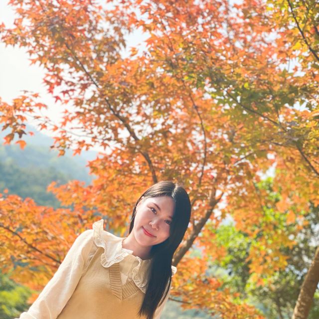 大棠紅葉🍁