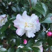 【東京】伊豆大島といえば椿！大島公園 椿園