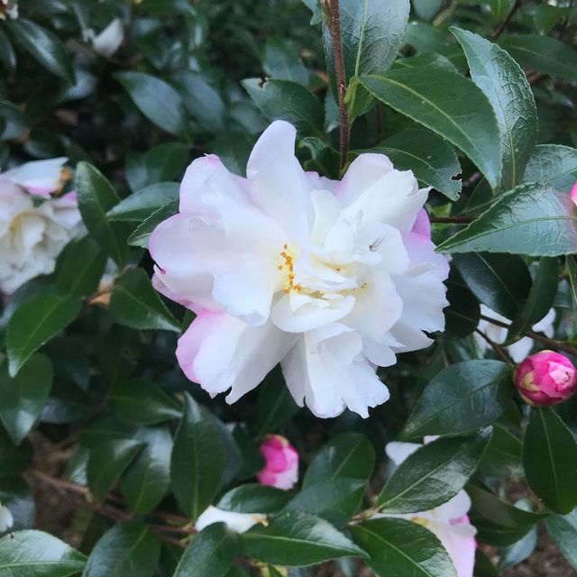 【東京】伊豆大島といえば椿！大島公園 椿園
