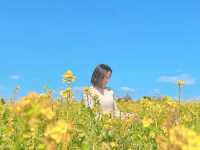 서귀포 성산, 사람이 적어 사진 찍기 좋은 유채꽃밭🌼