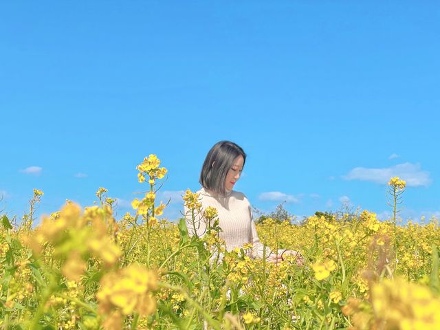 서귀포 성산, 사람이 적어 사진 찍기 좋은 유채꽃밭🌼