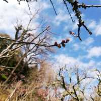 [成田]春の伊吹感じる新勝寺