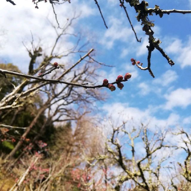 [成田]春の伊吹感じる新勝寺
