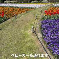 【花博記念公園 鶴見緑地】風車の丘🌷