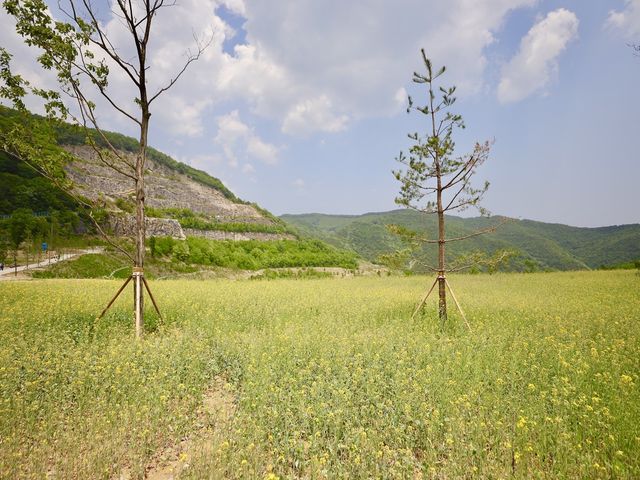 무릉별유천지 유채꽃과 라벤더정원