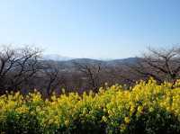 超夢幻油菜花田｜日本神奈川縣🤩🤩