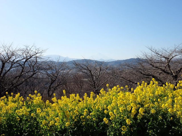超夢幻油菜花田｜日本神奈川縣🤩🤩