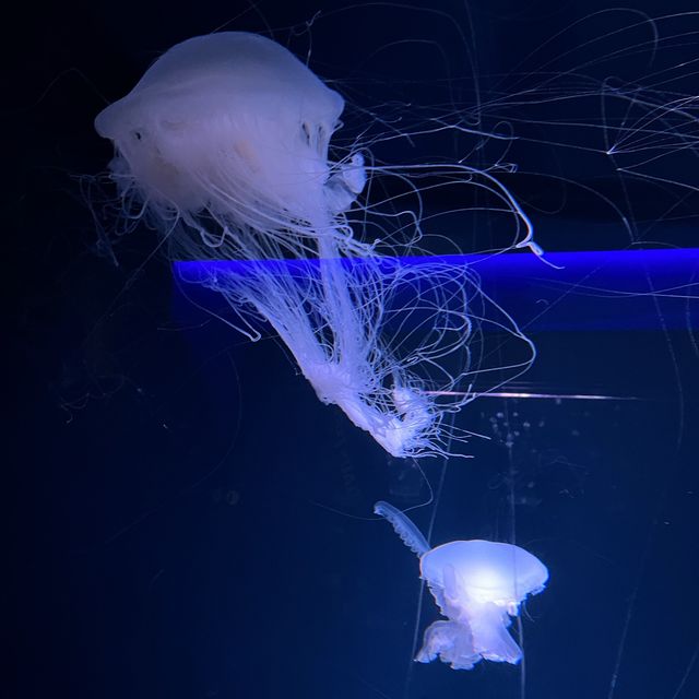 【京都】クラゲワンダー！京都水族館