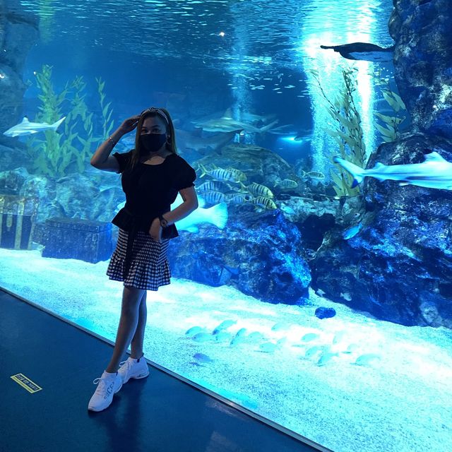 Beautiful Aquarium 