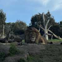 墨爾本動物園