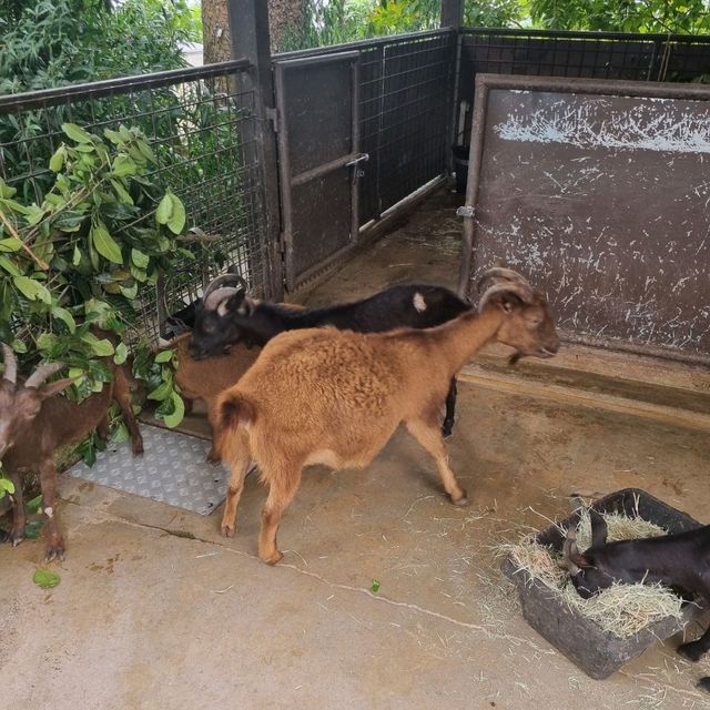 The Rainforest Kidzworld In Mandai Zoo