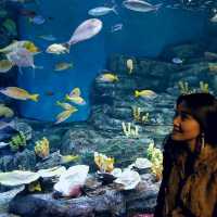 ชมโลกใต้ท้องทะเล ที่ Jeju Aqua Planet 🦈🐠🐙🐡🐟