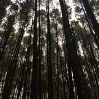 The Tall Pine Tree Forest In Yogyakarta