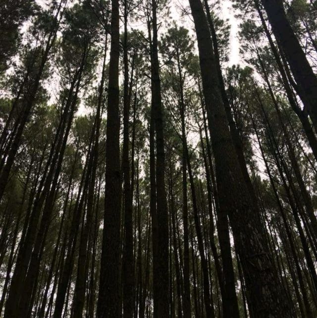 The Tall Pine Tree Forest In Yogyakarta